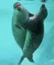 seals