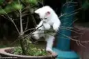 kitty