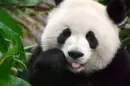 panda bear