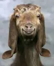 lama