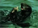 seal