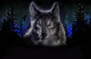 Sparkly wolf
