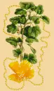 Yellow flower