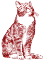 gatto