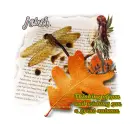 Wishing you a great autumn-Jessi