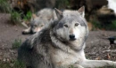 Wolves Of The SettingSun Pack