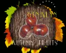 Autumn Friuts