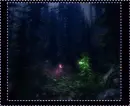 forrest night