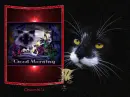 Cat black