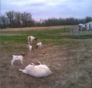 Goats