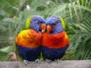 -:Â¦:-PaRROTs iN wUV-:Â¦:-