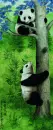 Panda Bears