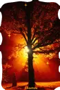 Night Autumn