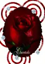 Rose portrait