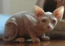 Sphynx