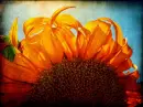 -:Â¦:SuNFLoWeR-:Â¦:-â€