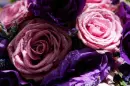 -:Â¦:-â€RoSeS & LiSiANtHuS -:Â¦:-â€
