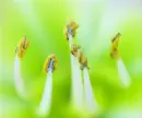 -:Â¦:-MaCRo FLoWeR -:Â¦:-â€