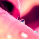 -:Â¦:-MaCRo FLoWeR -:Â¦:-â€