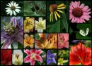 -:Â¦:-FLoWeRs `N` BuGsâ€-:Â¦:-â€