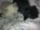 KITTYS