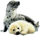 SEALS
