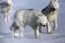 WOLVES