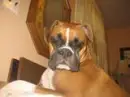 BULLDOG