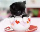 KITTY IN TEA CUP