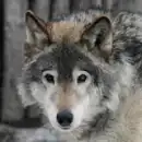 WOLVE