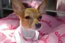 LITTLE DOG