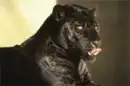 BLACK PANTHER