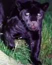 BLACK PANTHER