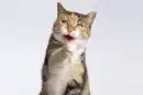 KITTY
