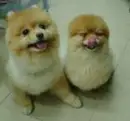 TWO SMALL DOGS