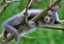 KITTY
