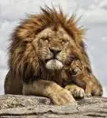 TIGAR