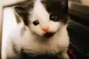 KITTY