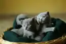 KITTENS