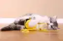 KITTY WITH YARN