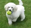 DOG PLAYING BALL