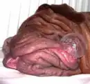 DOG BLOWING A BUBBLE