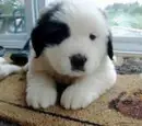 PUPPY DOG