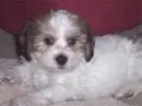 PUPPY DOG