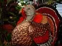 THANKSGIVING TURKEY