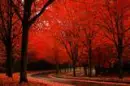 AUTUM RED TREE