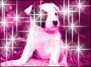 puppy dog