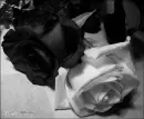 emo
