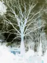 tree (photography - reversed)