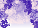 plumeria background